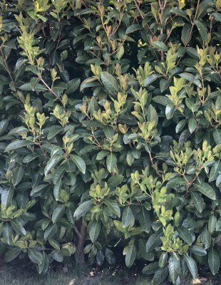 siepe in salute / Screenshot 2020-03-14 at 10.42.00.jpg Screenshot 2020-03-14 at 10.42.00.jpg