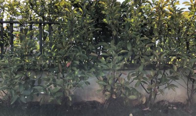 lato malato della siepe / Screenshot 2020-03-14 at 10.41.43.jpg Screenshot 2020-03-14 at 10.41.43.jpg