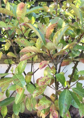 particolare del lato problematico / Screenshot 2020-03-14 at 10.41.25.jpg Screenshot 2020-03-14 at 10.41.25.jpg