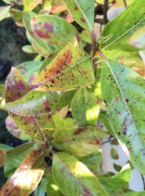 particolare delle foglie del lato con problemi / Screenshot 2020-03-14 at 10.41.06.jpg Screenshot 2020-03-14 at 10.41.06.jpg