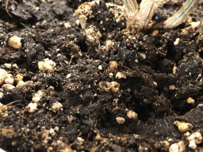 IMG_3525.jpg (149.82 KiB) Osservato 451 volte IMG_3525.jpg