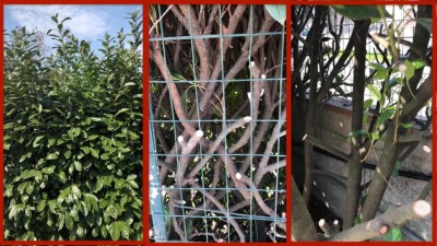 lauro.JPG (125.72 KiB) Osservato 6545 volte lauro.JPG