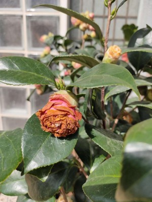 fiore giallo ruggine di camelia japonica / IMG20200328115534.jpg IMG20200328115534.jpg