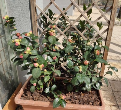 camelia japonica in vaso / IMG20200328115513.jpg IMG20200328115513.jpg