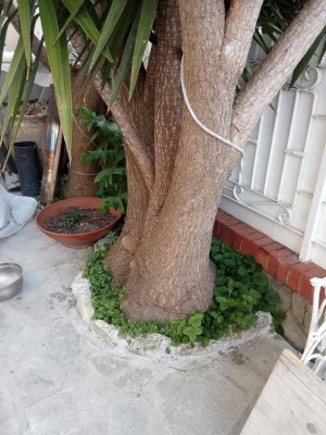 Dettaglio radici / IMG_20200417_065558.jpg IMG_20200417_065558.jpg