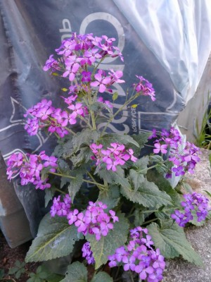 IMG-20200415-WA0001.jpg (120.01 KiB) Osservato 489 volte IMG-20200415-WA0001.jpg