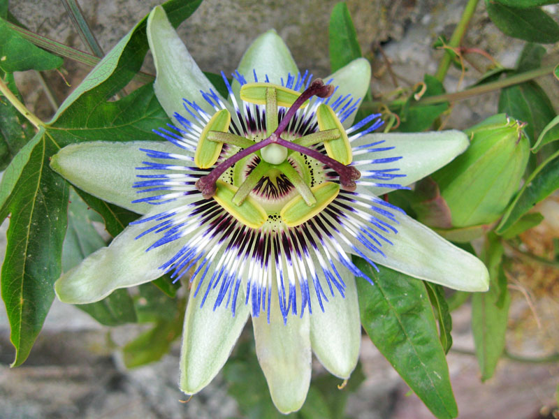 frutto_della_passione.jpg frutto_della_passione.jpg