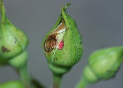 Tignola danno su rosa.JPG (36.37 KiB) Osservato 2494 volte Tignola danno su rosa.JPG