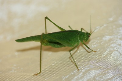 faneroptera.jpeg (88.88 KiB) Osservato 2212 volte faneroptera.jpeg