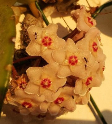 Tapinoma israele on Hoya carnosa .jpg