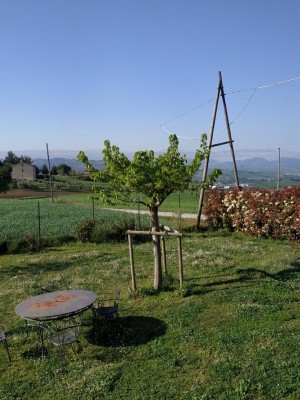 vista albero / 4.jpg 4.jpg