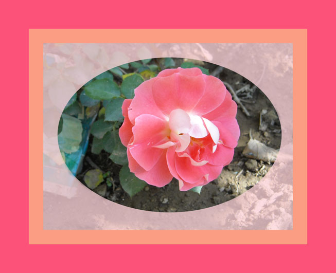 magggio.jpg magggio.jpg