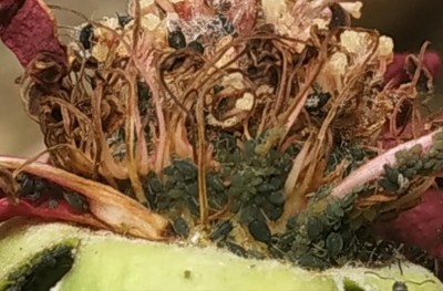 IMG_20200516_135723.jpg (90.75 KiB) Osservato 452 volte IMG_20200516_135723.jpg