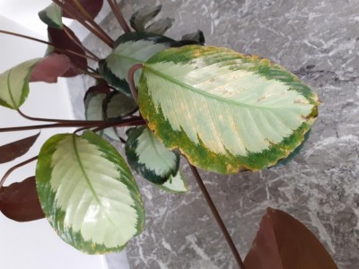 20200606_103658.jpg (88.43 KiB) Osservato 497 volte 20200606_103658.jpg