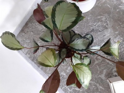 20200606_103654.jpg (85.46 KiB) Osservato 623 volte 20200606_103654.jpg