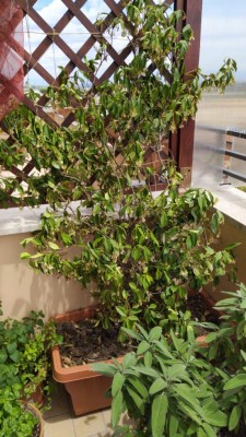 WhatsApp Image 2020-06-07 at 13.12.25.jpeg (128.96 KiB) Osservato 476 volte WhatsApp Image 2020-06-07 at 13.12.25.jpeg