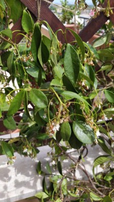 WhatsApp Image 2020-06-07 at 13.12.32.jpeg (101.78 KiB) Osservato 476 volte WhatsApp Image 2020-06-07 at 13.12.32.jpeg