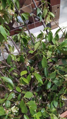 WhatsApp Image 2020-06-07 at 13.12.39.jpeg (122.88 KiB) Osservato 476 volte WhatsApp Image 2020-06-07 at 13.12.39.jpeg