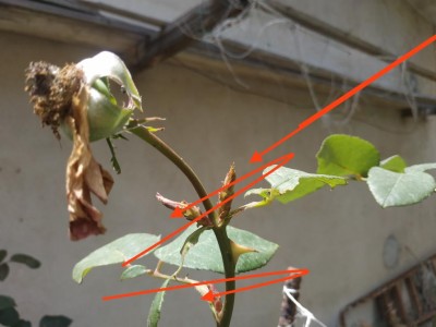 taglio rosa.jpg (59.17 KiB) Osservato 528 volte taglio rosa.jpg