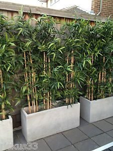 bambù.jpg