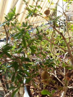 IMG-20200810-WA0009.jpg (163.25 KiB) Osservato 417 volte IMG-20200810-WA0009.jpg