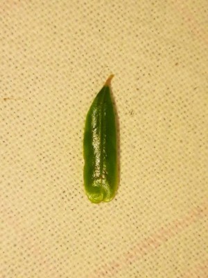 IMG-20200810-WA0006.jpg (79.3 KiB) Osservato 529 volte IMG-20200810-WA0006.jpg