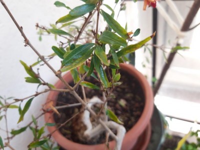 IMG-20200810-WA0008.jpg (72.73 KiB) Osservato 391 volte IMG-20200810-WA0008.jpg