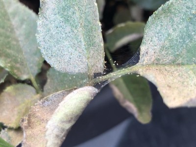 IMG_3752.jpg (95.05 KiB) Osservato 445 volte IMG_3752.jpg