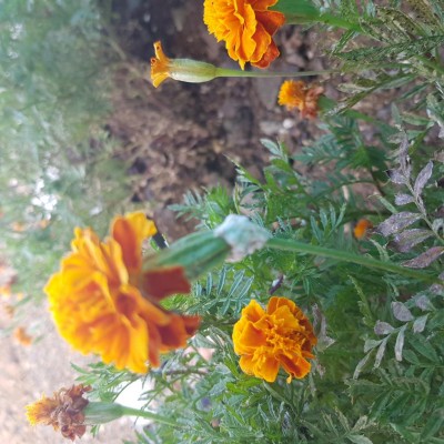 Ecco i fiori aggrediti dalla schiuma bianca / 20200827_084114.jpg 20200827_084114.jpg