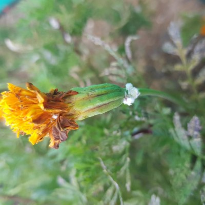 Ancora schiuma / 20200827_084049.jpg 20200827_084049.jpg