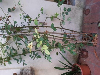 20200925_172415.jpg (84.98 KiB) Osservato 531 volte 20200925_172415.jpg