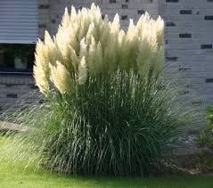 download.jpeg download.jpeg