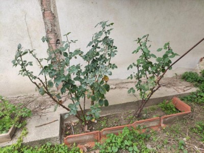 thumbnail.jpeg (143.01 KiB) Osservato 481 volte thumbnail.jpeg