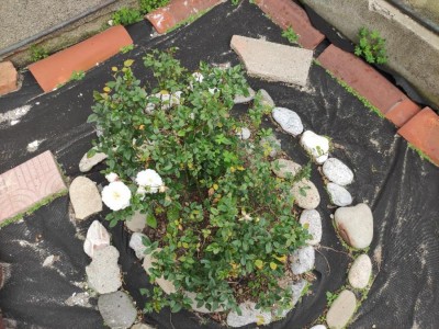 thumbnail (1).jpeg (178.8 KiB) Osservato 453 volte thumbnail (1).jpeg