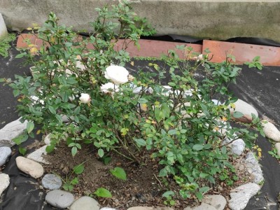 thumbnail (2).jpeg (174.5 KiB) Osservato 481 volte thumbnail (2).jpeg