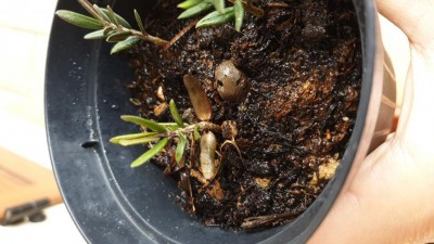 IMG-20210203-WA0002.jpeg (93.3 KiB) Osservato 415 volte IMG-20210203-WA0002.jpeg