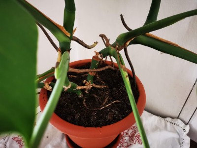 monstera.jpg (101.72 KiB) Osservato 489 volte monstera.jpg