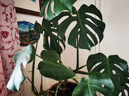 monstera_a.jpg monstera_a.jpg