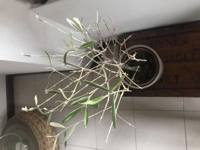 F70FCE05-F2D5-423C-8DFB-5F1A40FA8AD5.jpeg (72.48 KiB) Osservato 528 volte F70FCE05-F2D5-423C-8DFB-5F1A40FA8AD5.jpeg