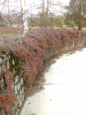 IMG_20210209_143445.jpg (137.08 KiB) Osservato 449 volte IMG_20210209_143445.jpg