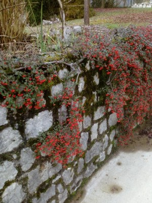 IMG_20210209_143330.jpg (178.37 KiB) Osservato 587 volte IMG_20210209_143330.jpg