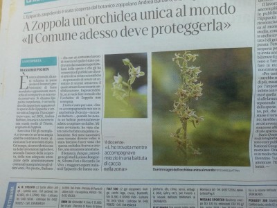 Orchidea di Zoppola.jpg