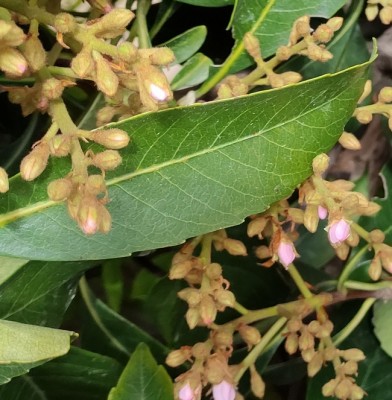 IMG_20210406_144644 poglia boccioli.jpg (304.75 KiB) Osservato 665 volte IMG_20210406_144644 poglia boccioli.jpg