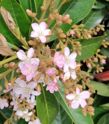 IMG_20210406_144640 fiori.jpg (314.66 KiB) Osservato 665 volte IMG_20210406_144640 fiori.jpg