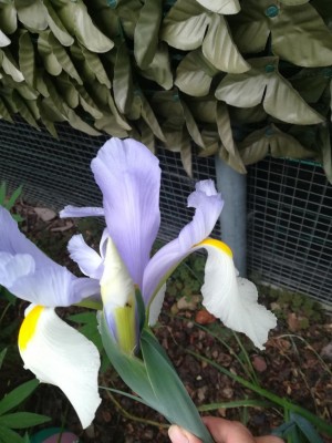 IMG_20210516_160305.jpg (91.9 KiB) Osservato 443 volte IMG_20210516_160305.jpg