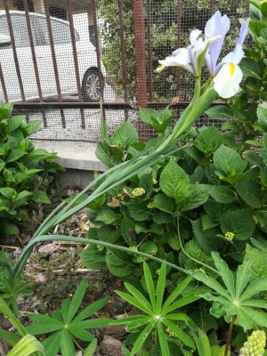 IMG_20210516_165340.jpg (198.12 KiB) Osservato 439 volte IMG_20210516_165340.jpg