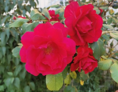 rosa.jpg (70.33 KiB) Osservato 486 volte rosa.jpg