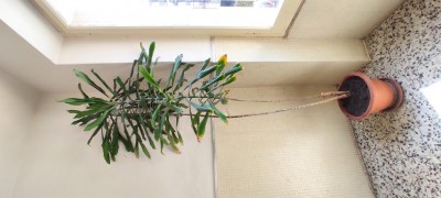 IMG_20210823_120502.jpg (63.09 KiB) Osservato 954 volte IMG_20210823_120502.jpg