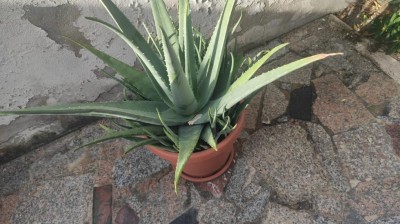 aloe.jpeg (102.79 KiB) Osservato 677 volte aloe.jpeg