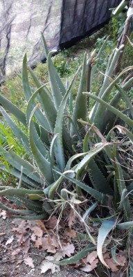 272181059_679011096596924_270070876641510482_n.jpg (102.13 KiB) Osservato 747 volte 272181059_679011096596924_270070876641510482_n.jpg